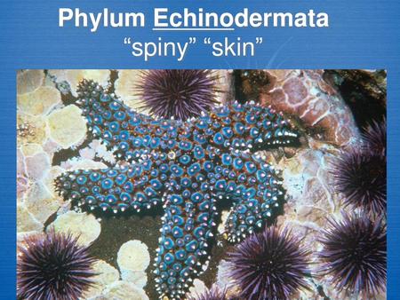 Phylum Echinodermata “spiny” “skin” - ppt video online download