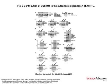 Fig. 2 Contribution of SQSTM1 to the autophagic degradation of ARNTL.