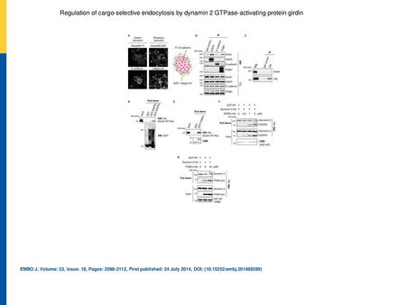 Regulation of cargo‐selective endocytosis by dynamin 2 GTPase‐activating protein girdin AThe endocytic sites for the indicated cargoes were investigated.