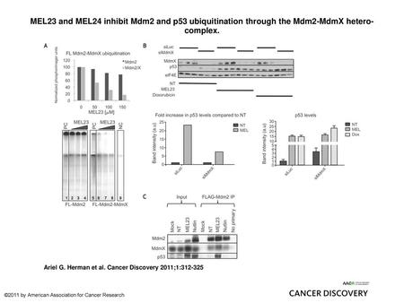 MEL23 and MEL24 inhibit Mdm2 and p53 ubiquitination through the Mdm2-MdmX hetero-complex. MEL23 and MEL24 inhibit Mdm2 and p53 ubiquitination through the.