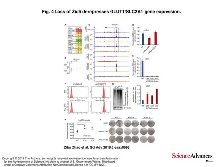 Fig. 4 Loss of Zic5 derepresses GLUT1/SLC2A1 gene expression.
