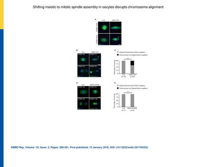 Shifting meiotic to mitotic spindle assembly in oocytes disrupts chromosome alignment Spinning disk confocal microscopy images showing spindle region magnifications.