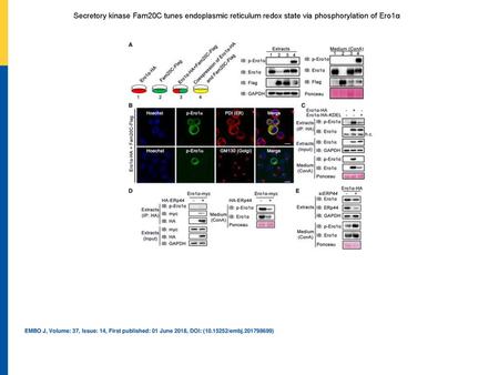 Secretory kinase Fam20C tunes endoplasmic reticulum redox state via phosphorylation of Ero1α Protein immunoblotting of cell extracts and ConA precipitates.