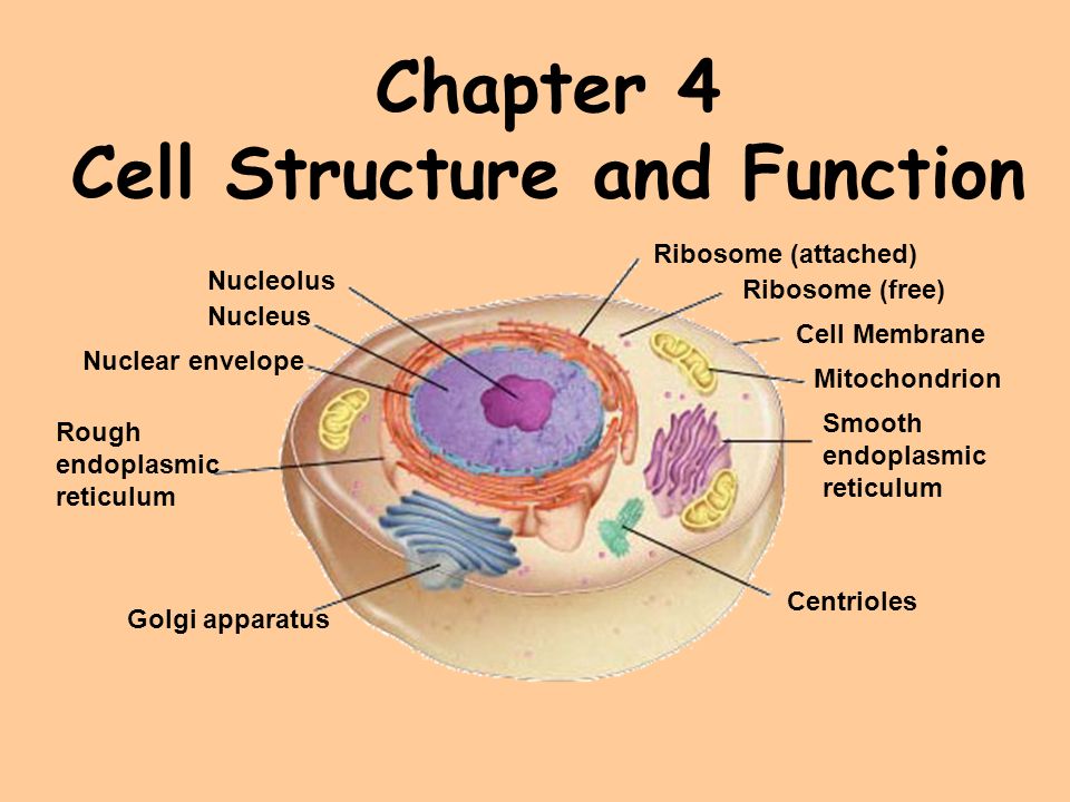 endoplasmic reticulum function animal cell