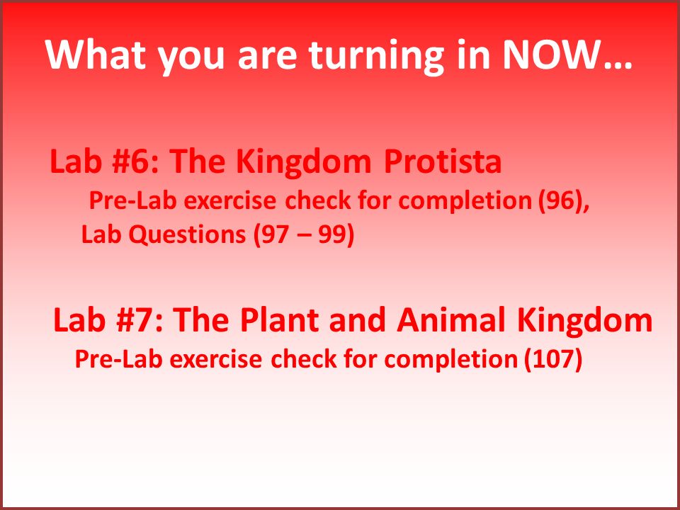 What you are turning in NOW… Lab #6: The Kingdom Protista Pre-Lab exercise  check for completion (96), Lab Questions (97 – 99) Lab #7: The Plant and  Animal. - ppt download