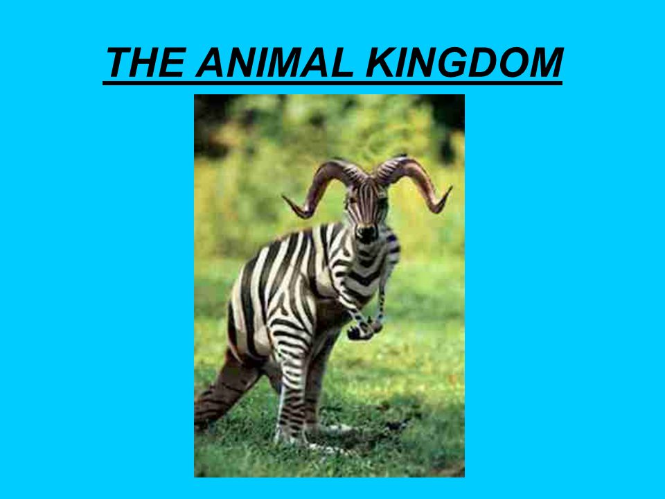 THE ANIMAL KINGDOM. - ppt download
