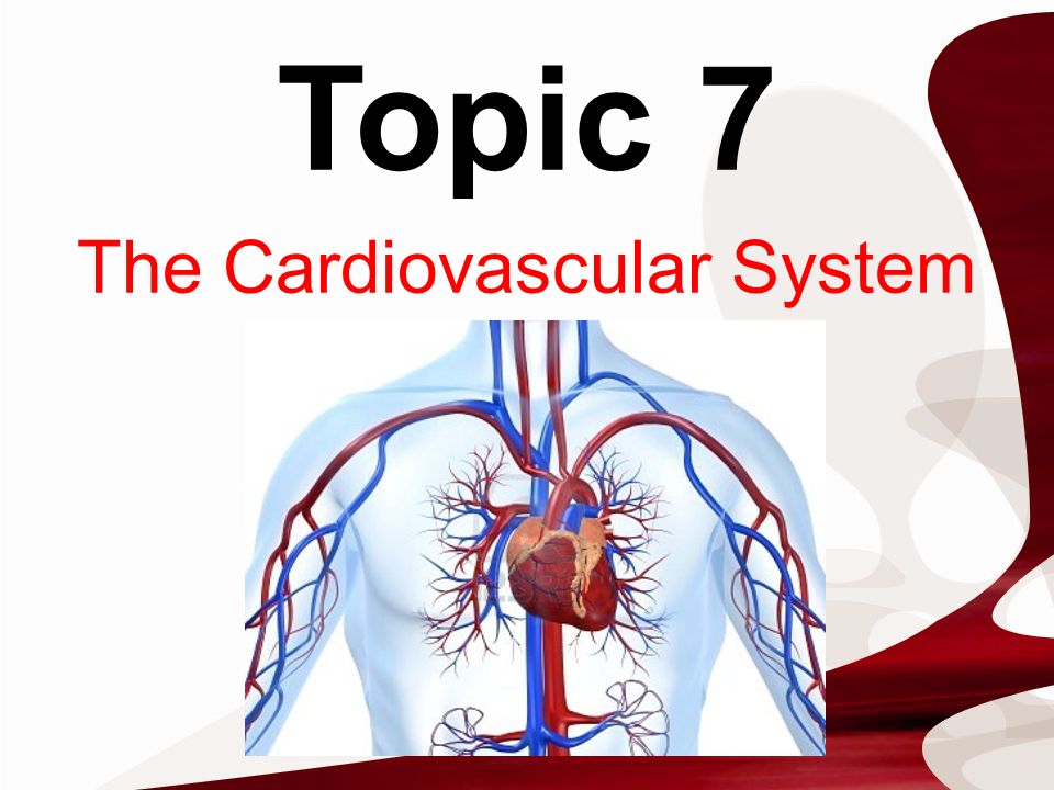 The Cardiovascular System - ppt video online download