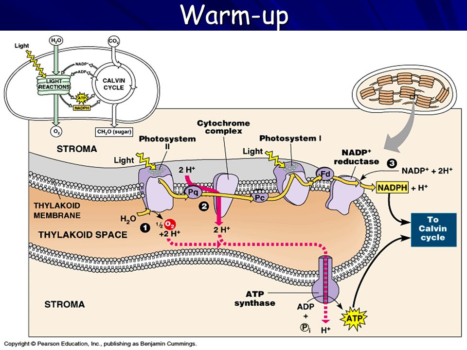 Diagram of light dependent reaction