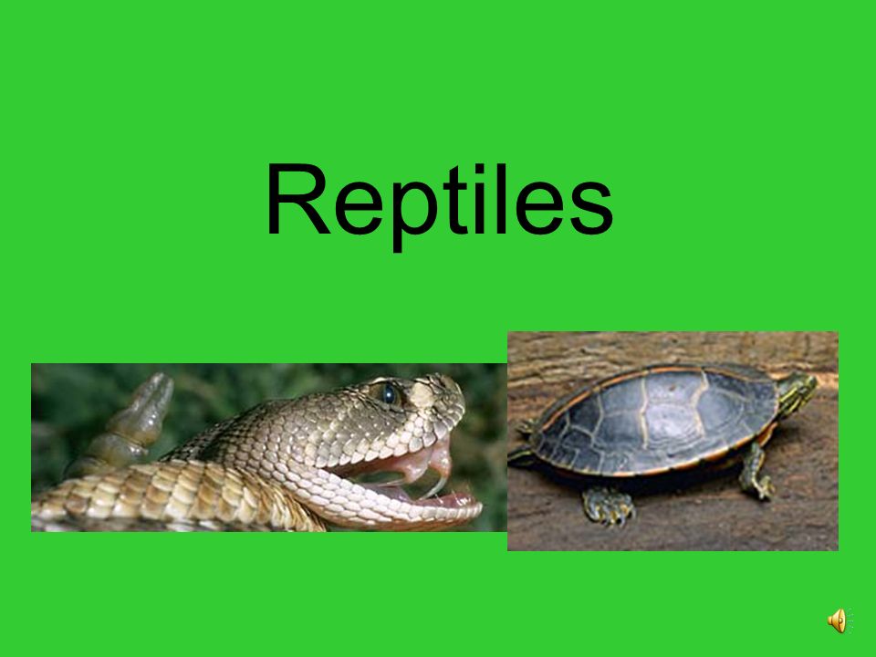 Reptiles What is a reptile? The major groups of reptiles are alligators and  crocodiles, turtles, lizards, and snakes. All reptiles are cold-blooded, -  ppt download