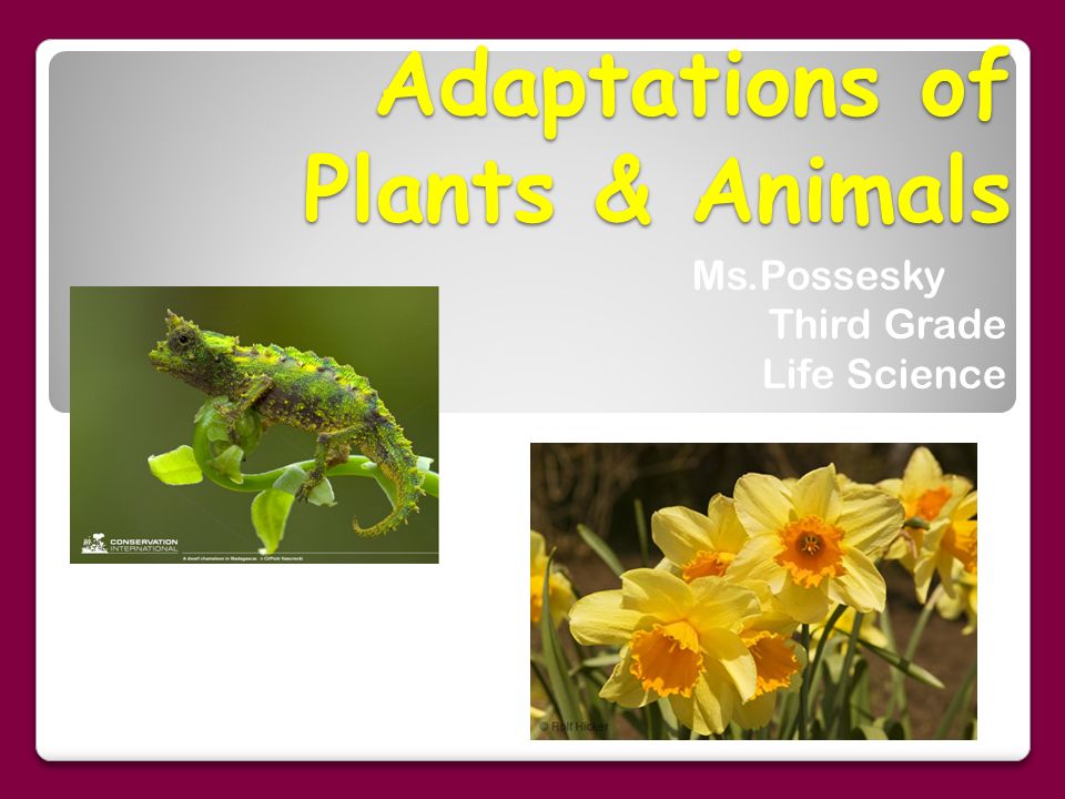 Adaptations of Plants & Animals - ppt download