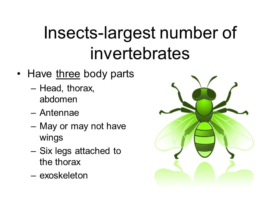 Insects-largest number of invertebrates Have three body parts –Head, thorax, abdomen –Antennae –May or may not have wings –Six legs attached to the thorax. - ppt download Insects-largest number of invertebrates Have three body parts –Head, thorax, abdomen –Antennae –May or may not have wings –Six legs attached to the thorax. - ppt download