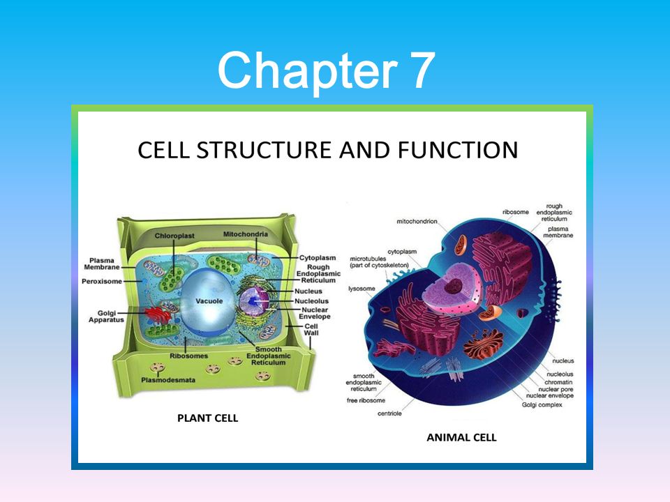 Chapter 7 Cell Structure The Discovery Of The Cell 7 1 Life Is Cellular What Is The Cell Theory All Living Things Are Made Up Of Cells Cells Are The Ppt Download