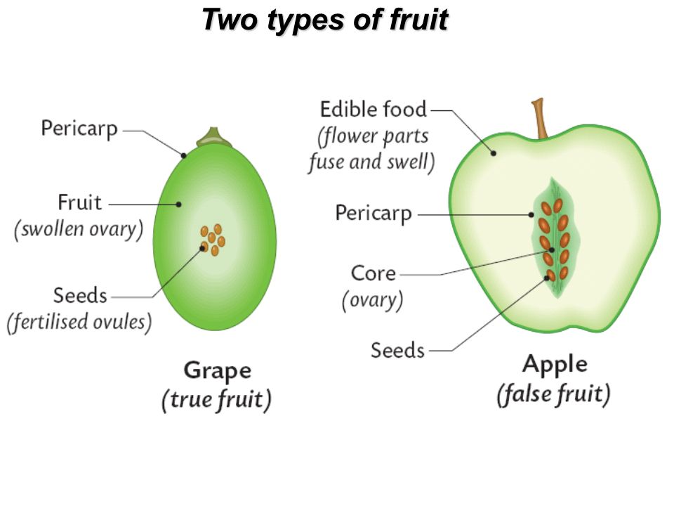 Seeds and Fruits: Concepts, Development of a Fruit and Solved Example