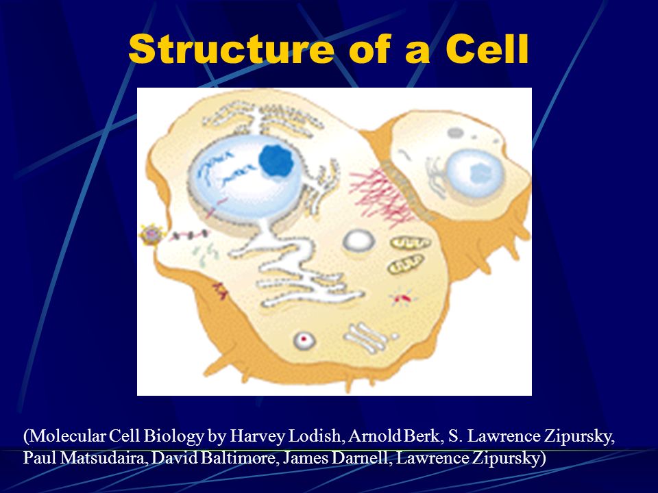 Structure of a Cell (Molecular Cell Biology by Harvey Lodish, Arnold Berk,  S. Lawrence Zipursky, Paul Matsudaira, David Baltimore, James Darnell,  Lawrence. - ppt download