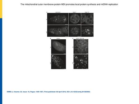 The mitochondrial outer membrane protein MDI promotes local protein synthesis and mtDNA replication Representative images of wt and mdi1 ovarioles stained.