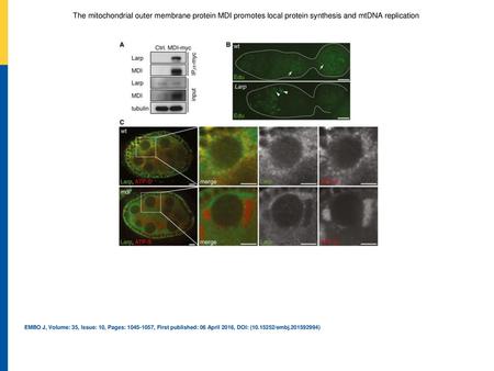 Co‐immunoprecipitation of Larp with MDI‐myc in transfected S2 cells