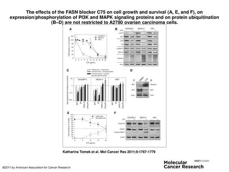 The effects of the FASN blocker C75 on cell growth and survival (A, E, and F), on expression/phosphorylation of PI3K and MAPK signaling proteins and on.