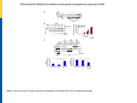 CDC42 modulates the interaction between IRSp53 and VASP