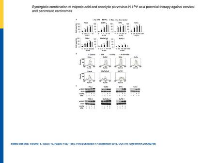 Synergistic combination of valproic acid and oncolytic parvovirus H‐1PV as a potential therapy against cervical and pancreatic carcinomas H‐1PV and VPA.