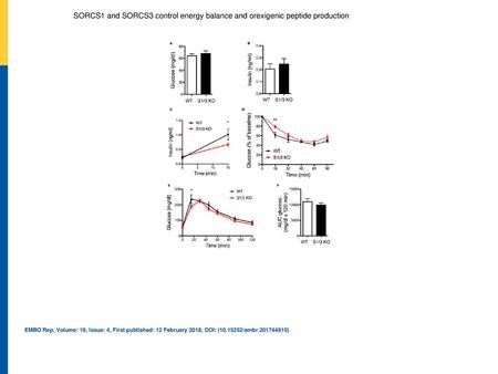 SORCS1 and SORCS3 control energy balance and orexigenic peptide production A, BBlood glucose (A) and insulin (B) levels after overnight fasting in 9‐month‐old.
