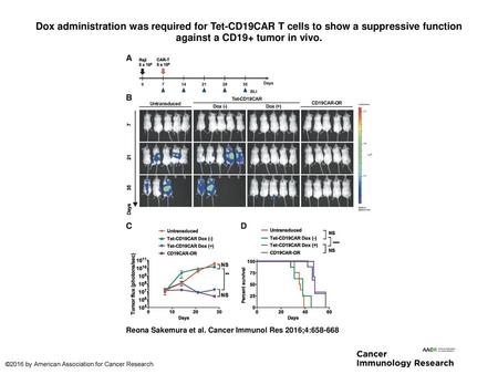Dox administration was required for Tet-CD19CAR T cells to show a suppressive function against a CD19+ tumor in vivo. Dox administration was required for.
