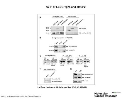 co-IP of LEDGF/p75 and MeCP2.