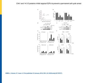 Chk1 and 14‐3‐3 proteins inhibit atypical E2Fs to prevent a permanent cell cycle arrest Scatter plot shows the relative enrichment scores of common E2F7.