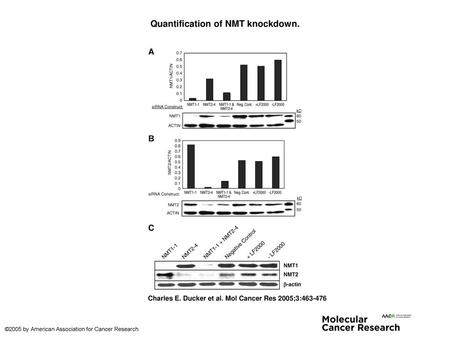 Quantification of NMT knockdown.