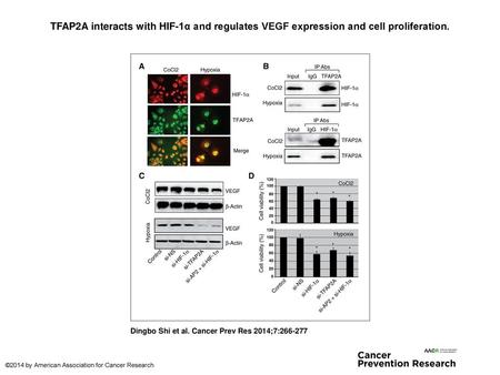TFAP2A interacts with HIF-1α and regulates VEGF expression and cell proliferation. TFAP2A interacts with HIF-1α and regulates VEGF expression and cell.