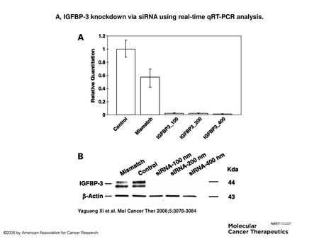 A, IGFBP-3 knockdown via siRNA using real-time qRT-PCR analysis.