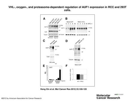VHL-, oxygen-, and proteasome-dependent regulation of AUF1 expression in RCC and 293T cells. VHL-, oxygen-, and proteasome-dependent regulation of AUF1.