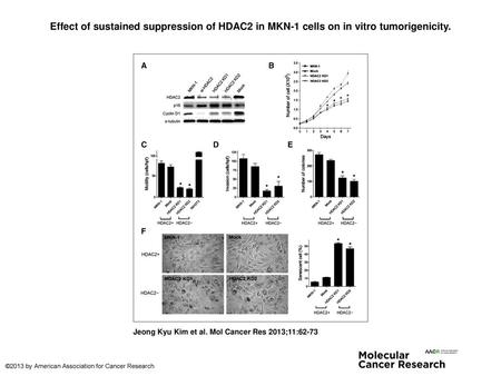 Effect of sustained suppression of HDAC2 in MKN-1 cells on in vitro tumorigenicity. Effect of sustained suppression of HDAC2 in MKN-1 cells on in vitro.