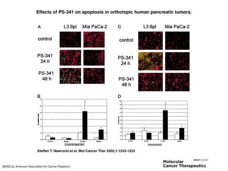 Effects of PS-341 on apoptosis in orthotopic human pancreatic tumors.