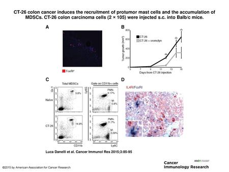 CT-26 colon cancer induces the recruitment of protumor mast cells and the accumulation of MDSCs. CT-26 colon carcinoma cells (2 × 105) were injected s.c.