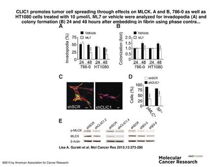 CLIC1 promotes tumor cell spreading through effects on MLCK