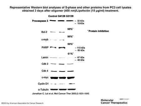 Representative Western blot analyses of S-phase and other proteins from PC3 cell lysates obtained 3 days after oligomer (400 nm)/Lipofectin (15 μg/ml)