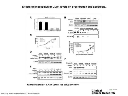 Effects of knockdown of DDR1 levels on proliferation and apoptosis.