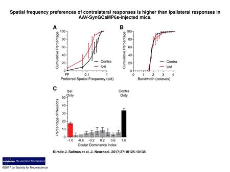 Spatial frequency preferences of contralateral responses is higher than ipsilateral responses in AAV-SynGCaMP6s-injected mice. Spatial frequency preferences.