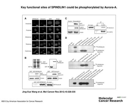 Key functional sites of SPINDLIN1 could be phosphorylated by Aurora-A.