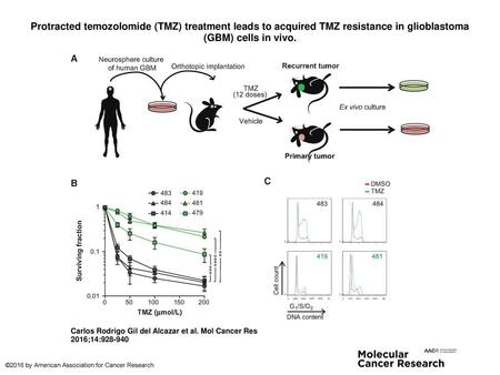 Protracted temozolomide (TMZ) treatment leads to acquired TMZ resistance in glioblastoma (GBM) cells in vivo. Protracted temozolomide (TMZ) treatment leads.