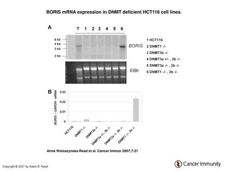 BORIS mRNA expression in DNMT deficient HCT116 cell lines.