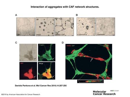 Interaction of aggregates with CAF network structures.