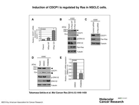 Induction of CDCP1 is regulated by Ras in NSCLC cells.
