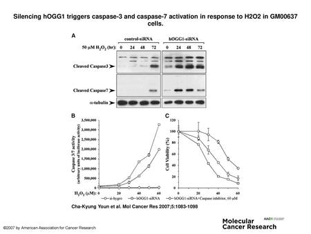 Silencing hOGG1 triggers caspase-3 and caspase-7 activation in response to H2O2 in GM00637 cells. Silencing hOGG1 triggers caspase-3 and caspase-7 activation.