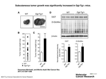 Subcutaneous tumor growth was significantly increased in Ogt-Tg/+ mice