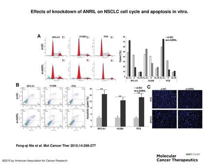 Effects of knockdown of ANRIL on NSCLC cell cycle and apoptosis in vitro. Effects of knockdown of ANRIL on NSCLC cell cycle and apoptosis in vitro. A,