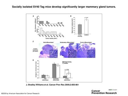 Socially isolated SV40 Tag mice develop significantly larger mammary gland tumors. Socially isolated SV40 Tag mice develop significantly larger mammary.