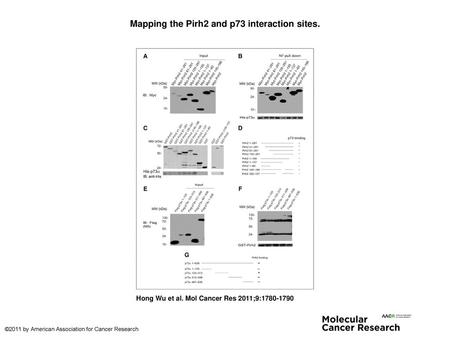 Mapping the Pirh2 and p73 interaction sites.