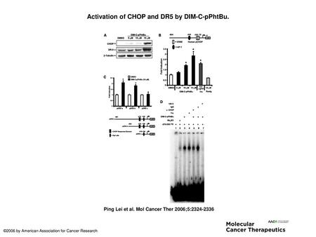 Activation of CHOP and DR5 by DIM-C-pPhtBu.