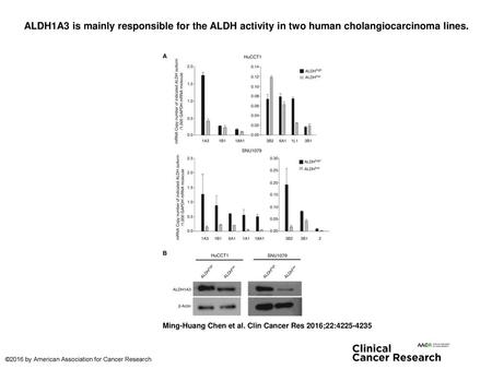 ALDH1A3 is mainly responsible for the ALDH activity in two human cholangiocarcinoma lines. ALDH1A3 is mainly responsible for the ALDH activity in two human.